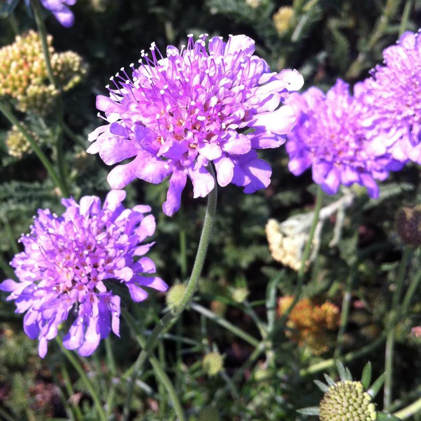 Pincushion, Small Scabious