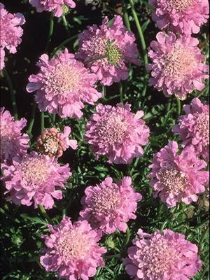 Pincushion
