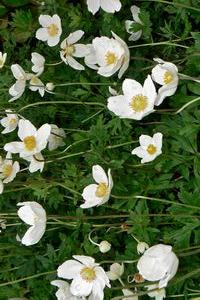 Snowdrop Windflower, Snowdrop Anemone