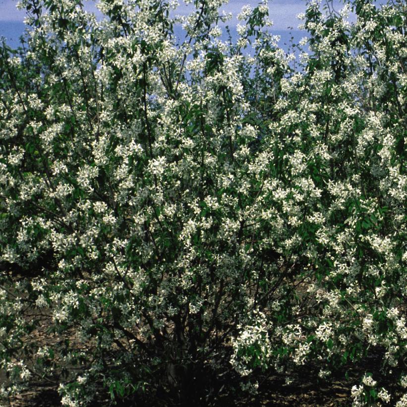 Juneberry, Snowy Mespilus