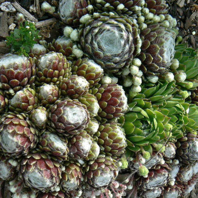 Hens and Chicks, House Leek