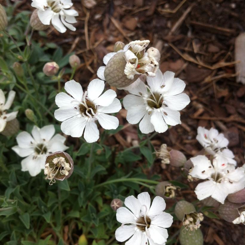 Sea Campion, Rock Campion, Double Bladder Campion