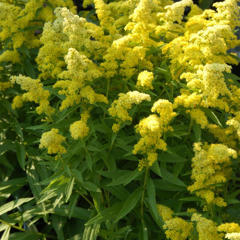 Dwarf Goldenrod