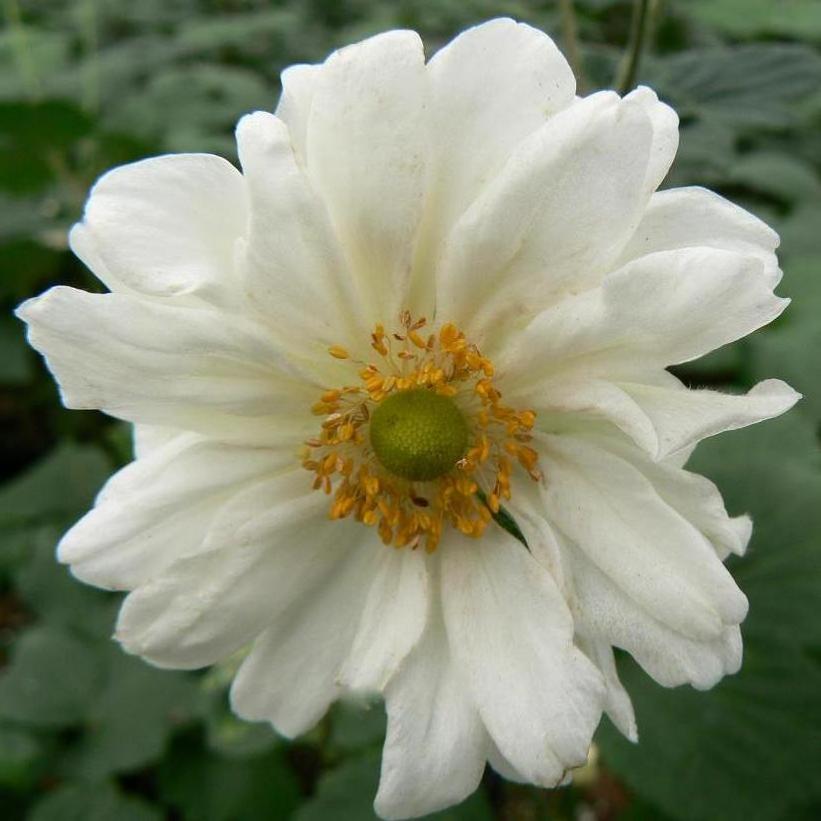 Whirlwind Japanese Anemone, Windflower
