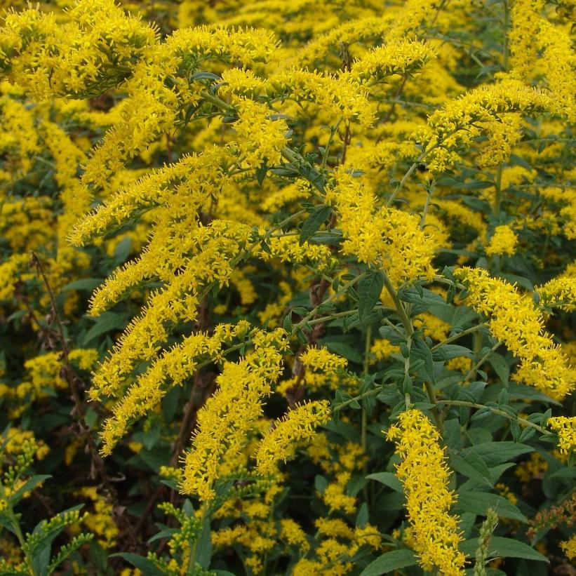 Fireworks Goldenrod