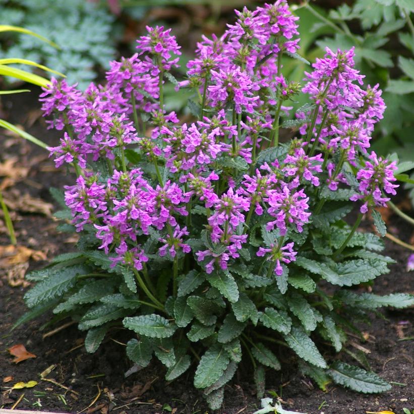 Dwarf Betony