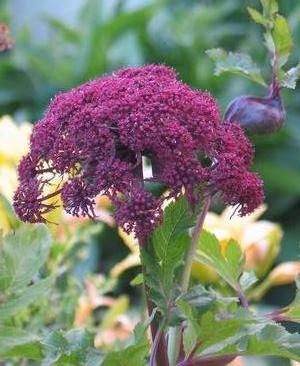 Korean Angelica, Red-flowered Angelica