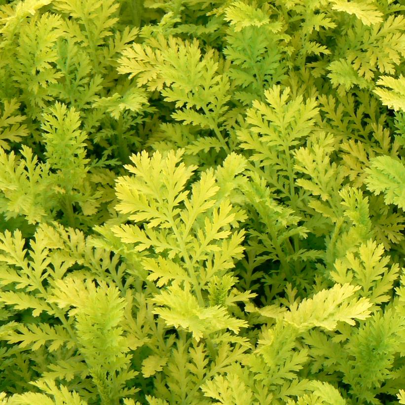 Gold Leaf Tansy