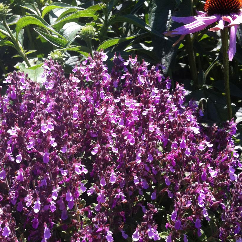 Wall Germander