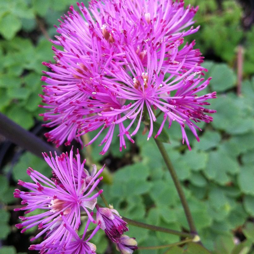 Columbine Meadow Rue