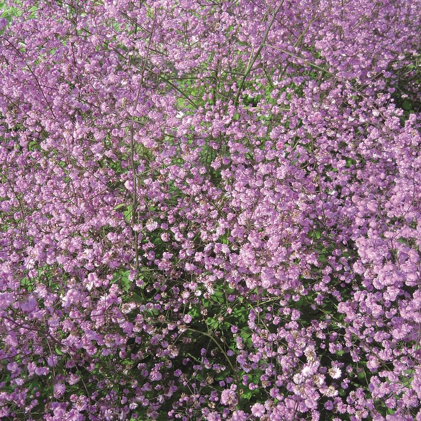 Double Meadow Rue, Yunnan Meadow Rue