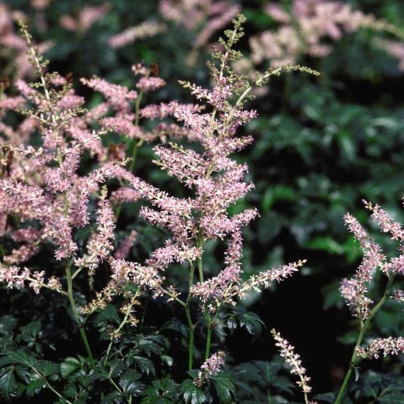 Dwarf Astilbe