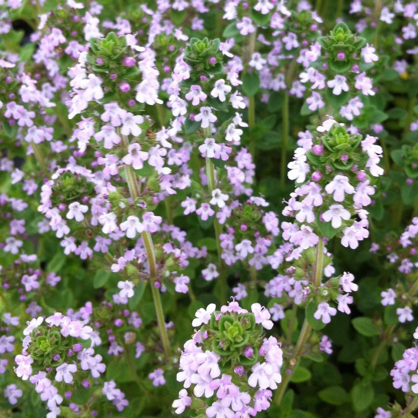 Lemon Thyme - Thymus x citriodorus
