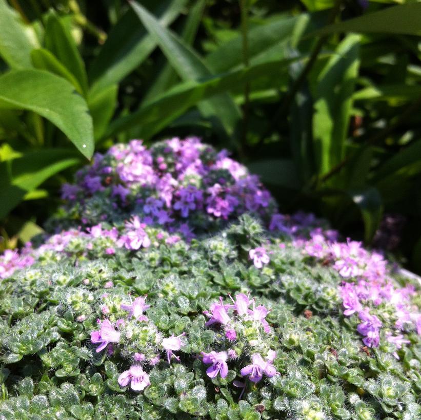 Thyme
