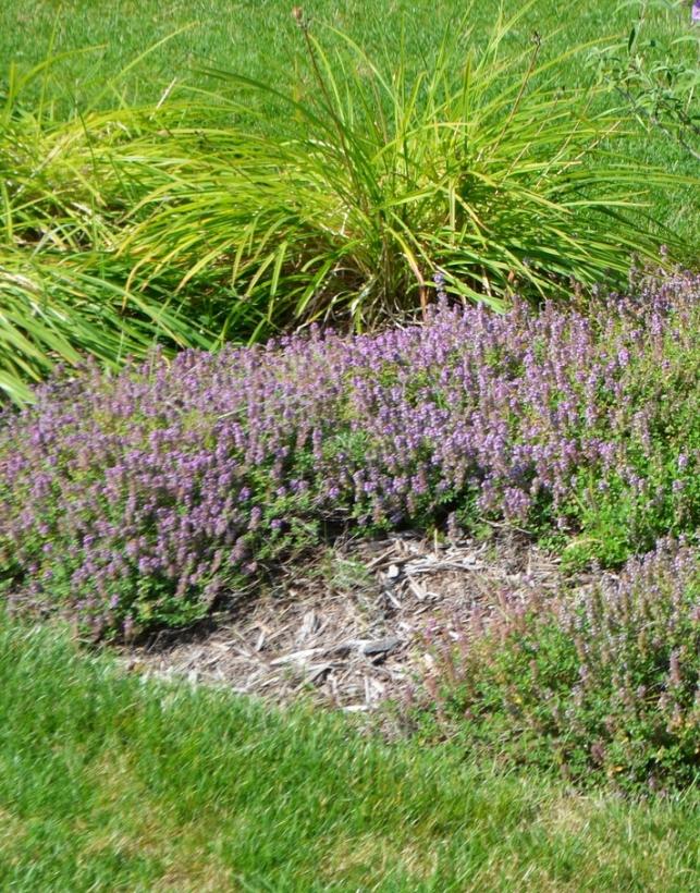 Mother-of-Thyme, Wild Thyme