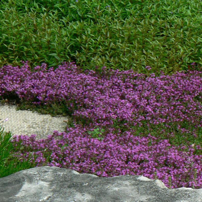 Red Creeping Thyme, Mother of Thyme