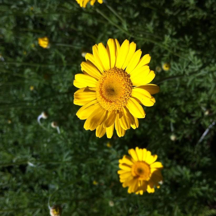 Golden Marguerite, Dyers&