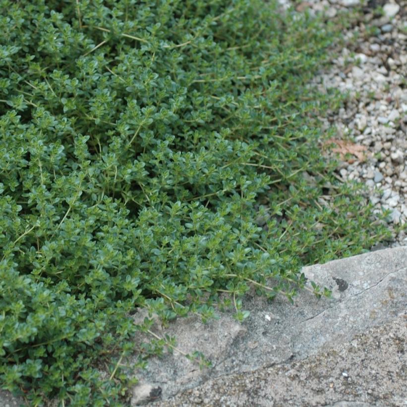 Creeping Thyme, Mother of Thyme, Pink Chintz Creeping Thyme