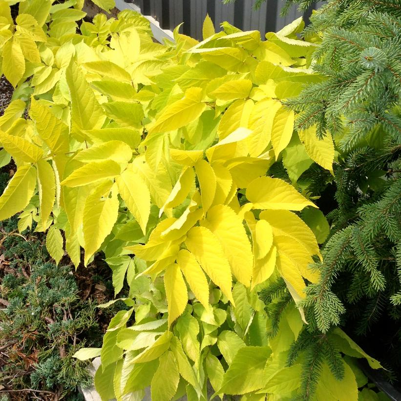 Sun King Golden Japanese Spikenard