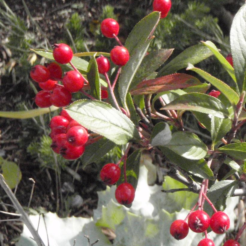 Brilliantissima Red Chokeberry