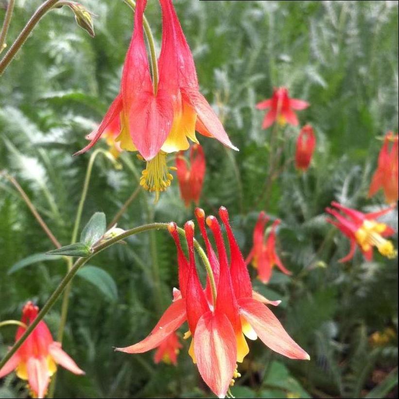 Wild Columbine, Canada Columbine