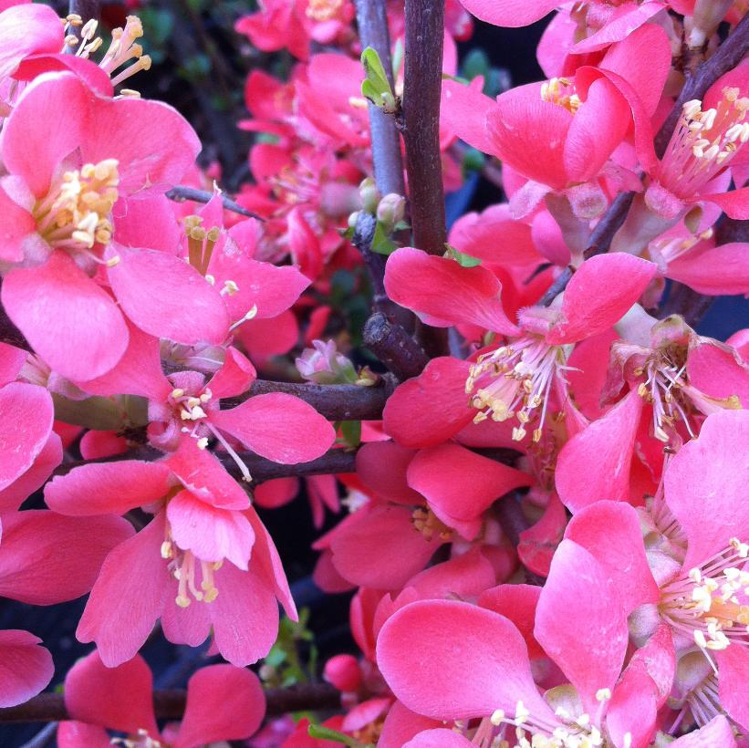 Texas Scarlet Japanese Quince