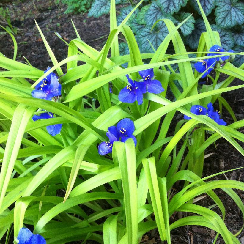 Sweet Kate Spiderwort