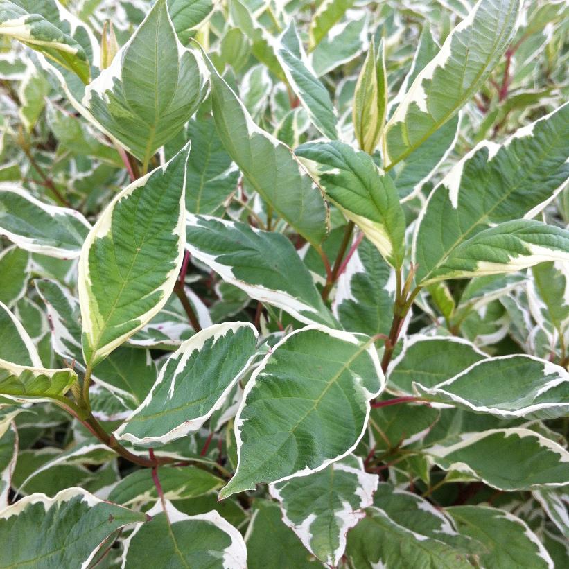 Bailho Ivory Halo® Dogwood