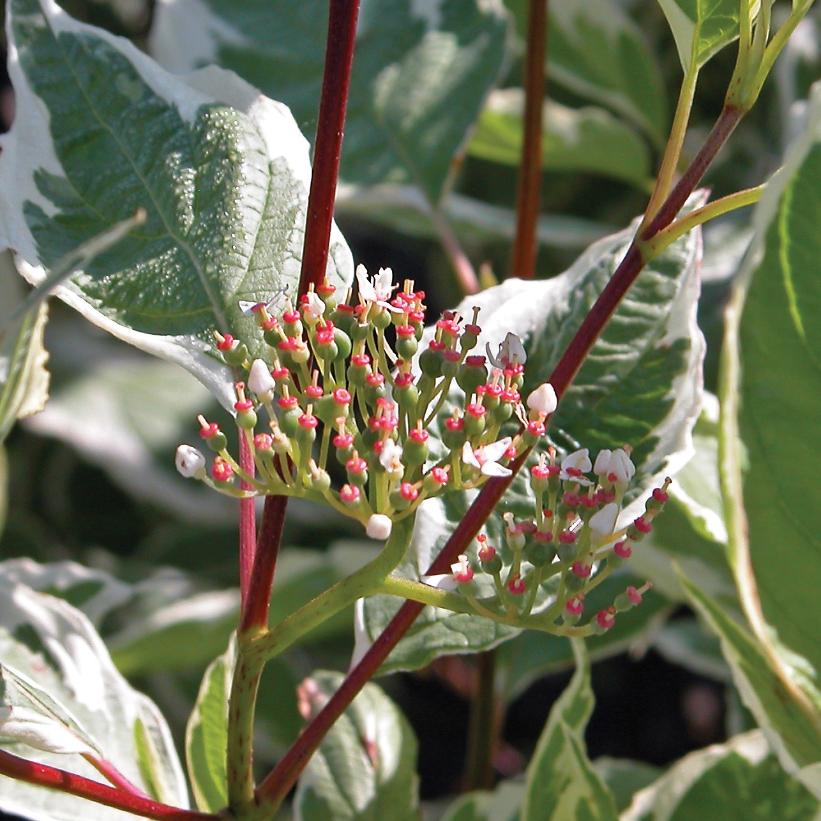 Elegantissima Silver Edge Dogwood