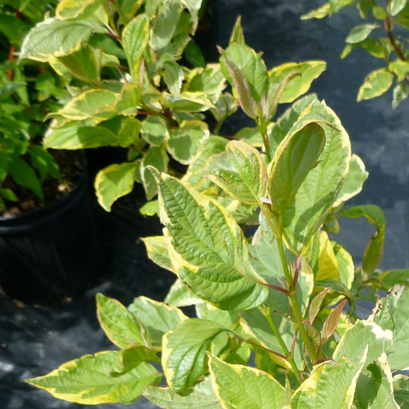 Gouchaultii Goldenleaf Dogwood