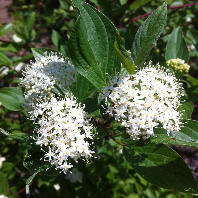 Sibirica Redbark Dogwood