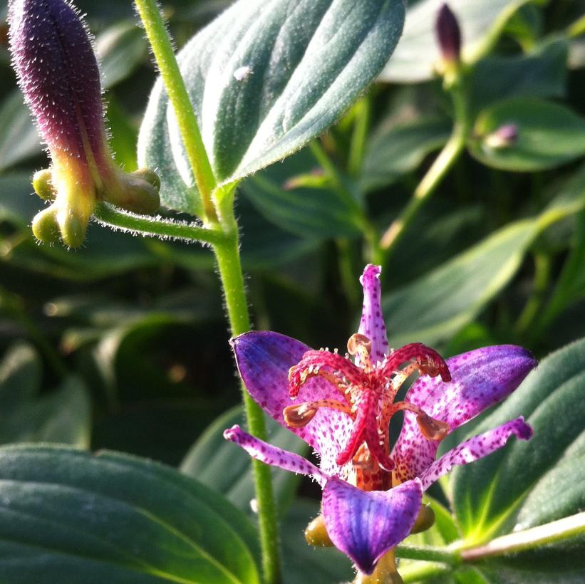 Toad Lily