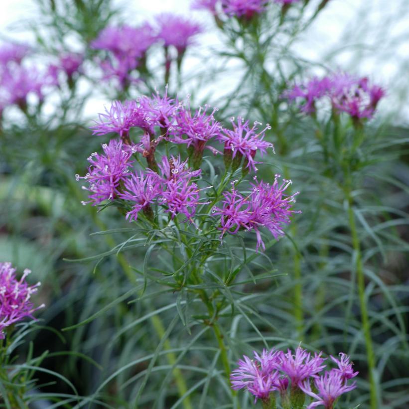 Narrow-leaf Ironweed, Slim-leaf Ironweed