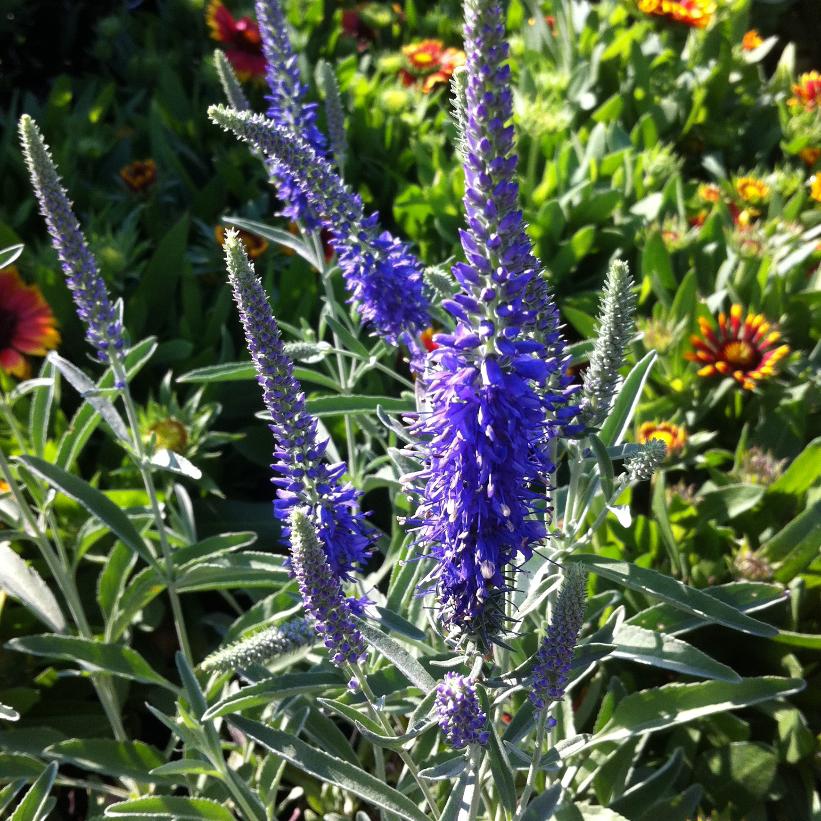 Silver Speedwell