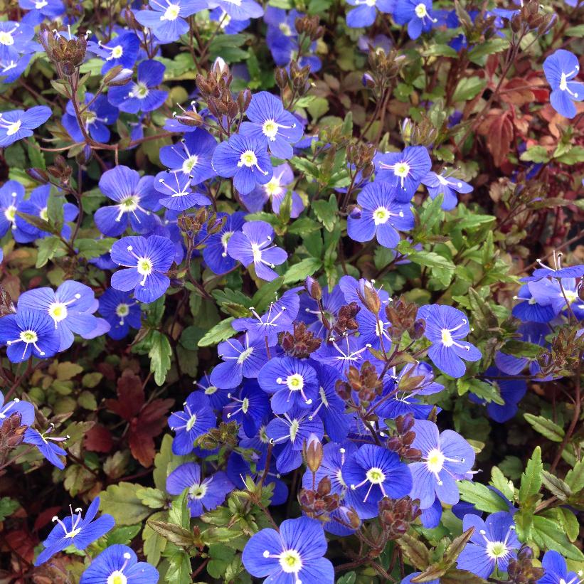 Russian Speedwell