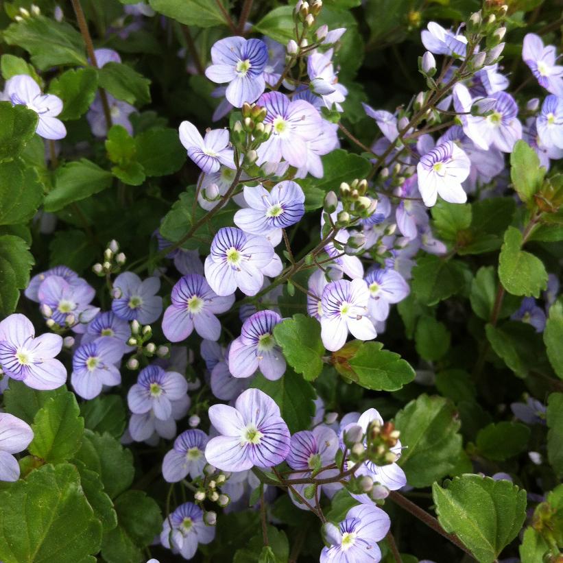 Waterperry Blue Creeping Speedwell