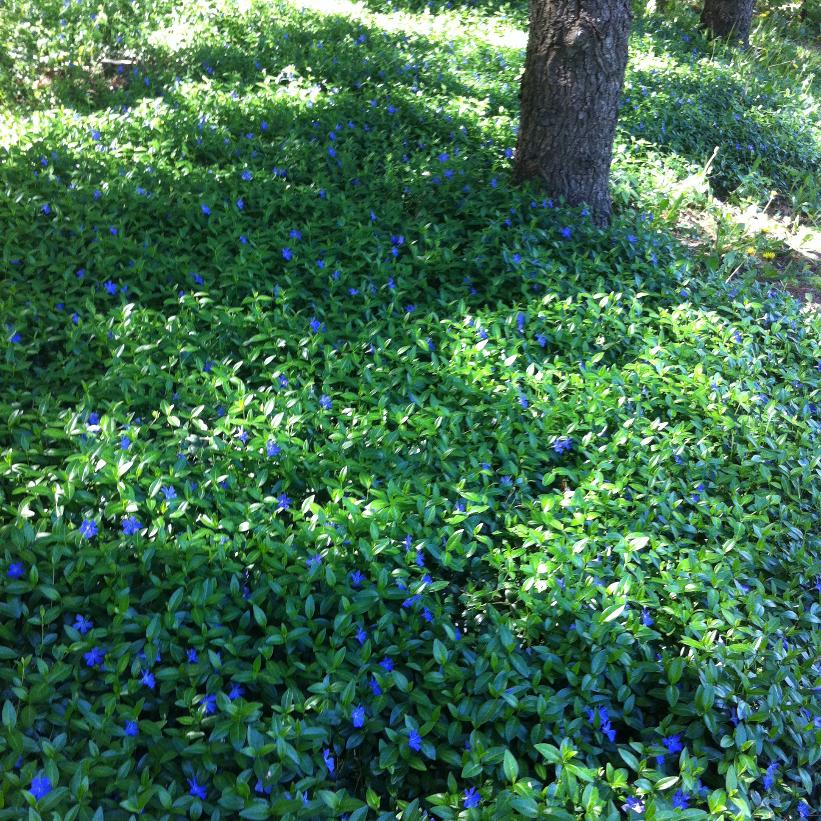 Periwinkle, Creeping Myrtle