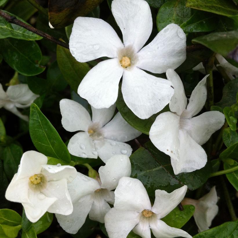 Periwinkle, Myrtle