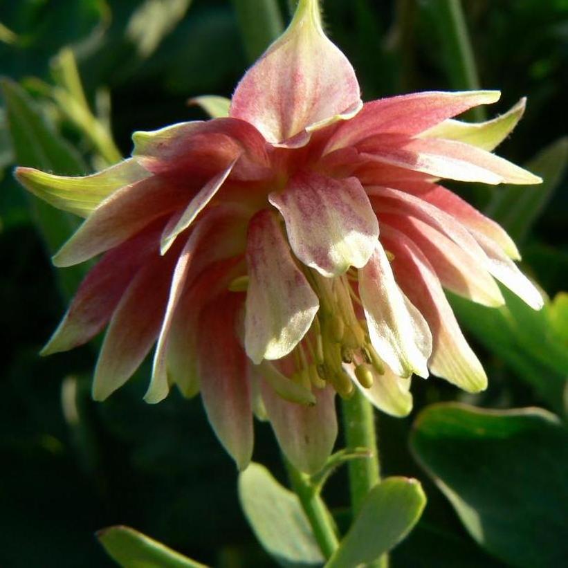 Nora Barlow Columbine