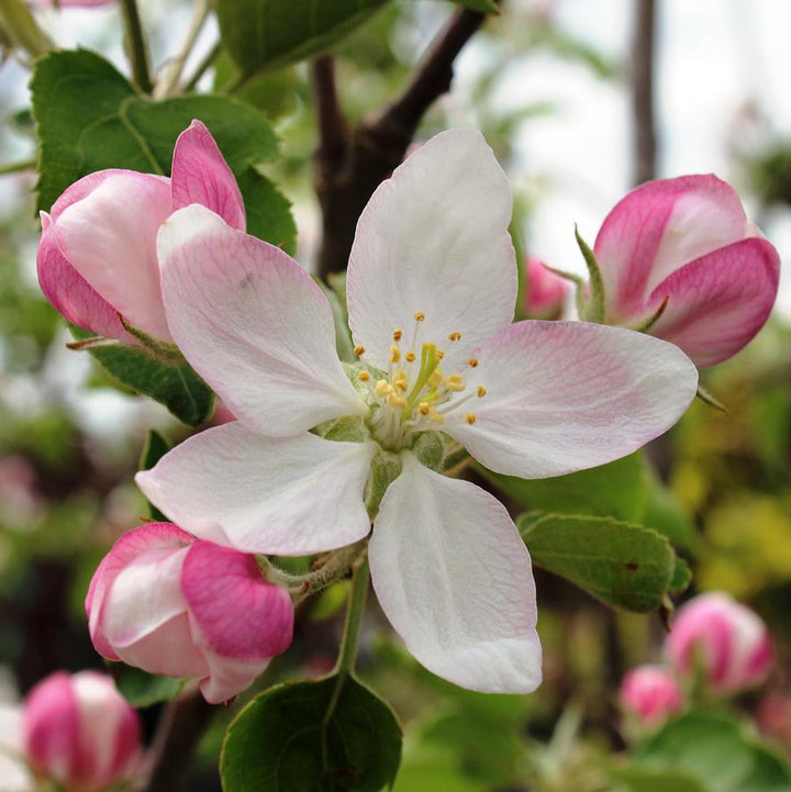 Purple Spire® Crabapple