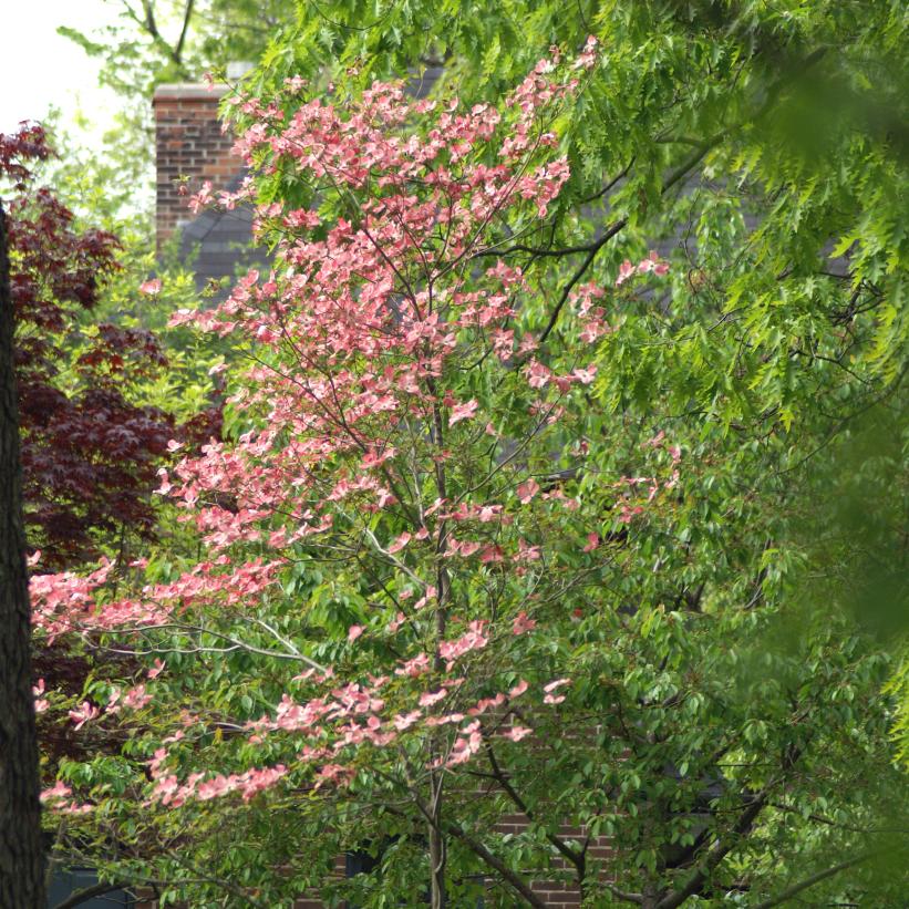 Pink Flowering Dogwood