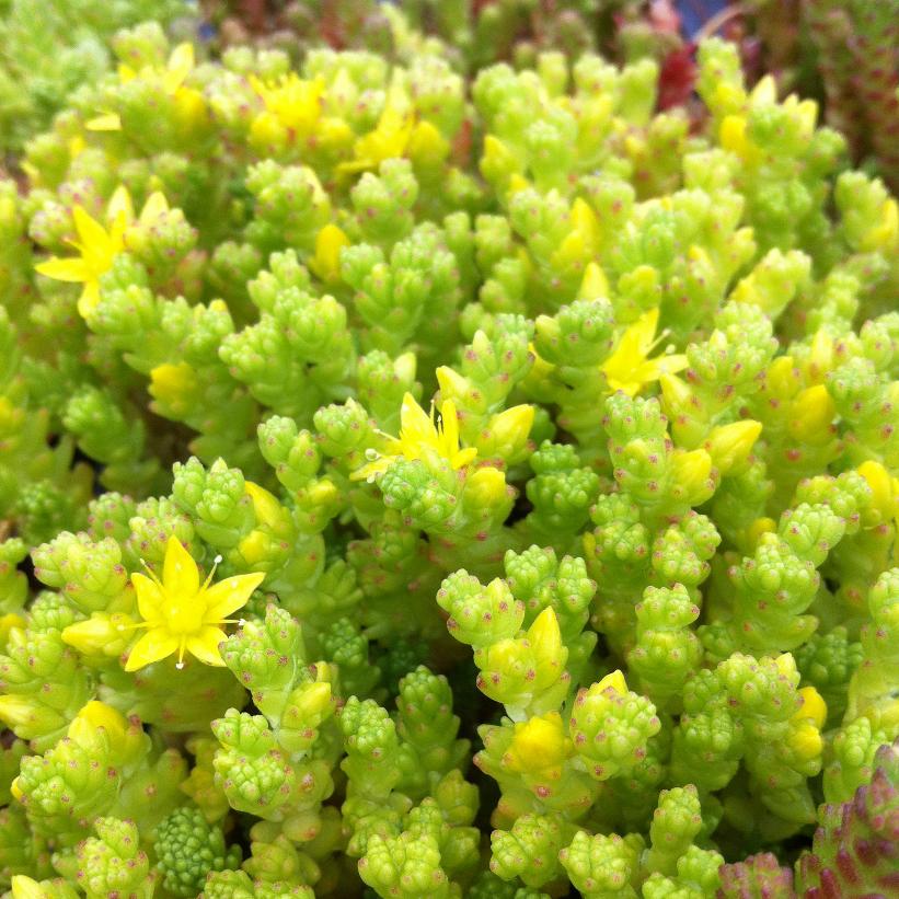 Moss Stonecrop, Wall Pepper Stonecrop, Golden carpet Stonecrop