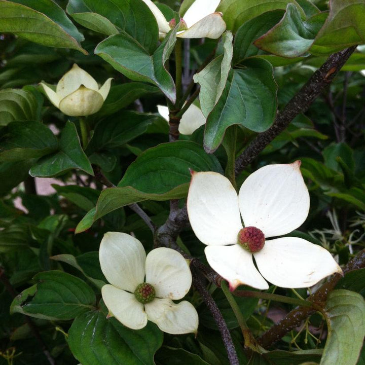Venus Dogwood