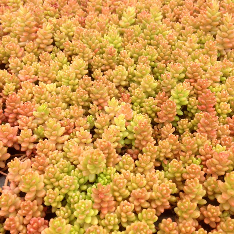 Carpet Stonecrop - Sedum album