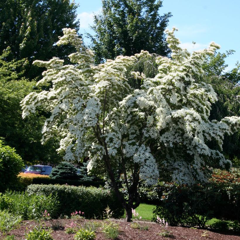 Milky Way Dogwood