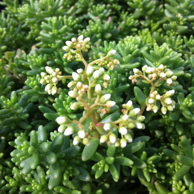 Coral Carpet Stonecrop