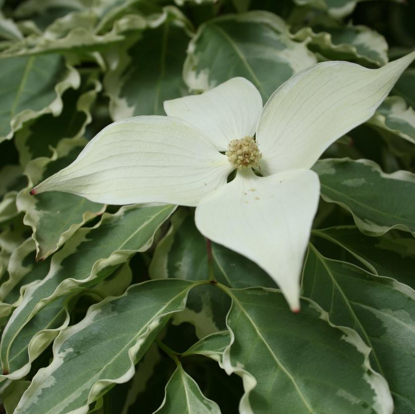Samaritan™ Flowering Dogwood