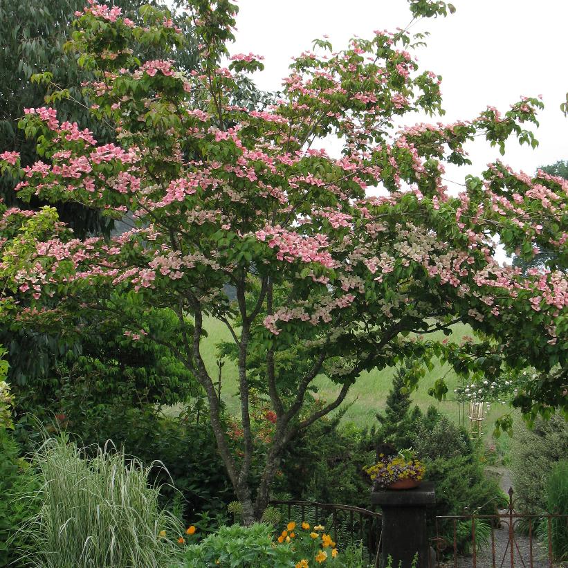 Satomi Flowering Dogwood