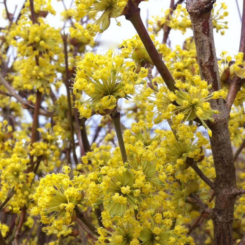 Cornelian Cherry Dogwood