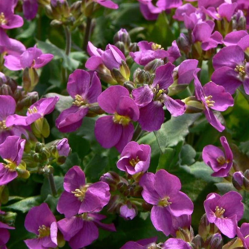 Rock Cress, Pink Wall Cress - Arabis arendsii &